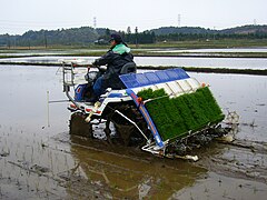 De-makinang pagtatanim ng palay sa Hapon