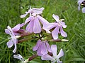 Saponaria officinalis