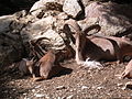 Barbary Sheep