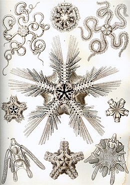 Kígyókarúak Ernst Haeckel Kunstformen der Natur könyvéből, 1904