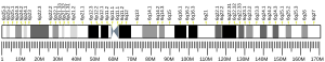 Hromosom 6 (čovjek)