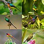 Thumbnail for List of sunbirds