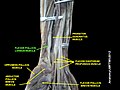 Flexor pollicis longus muscle