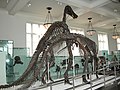 Anatotitan skeletten