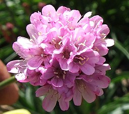 Armeria alliacea