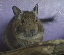 Batman-degu.jpg