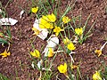 Crocus chrysanthus