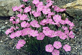 Garofiță carpatină (Dianthus nitidus)