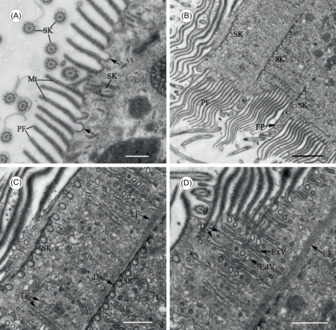 Cepedea longa en microscopie électronique.