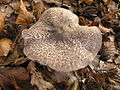 Tricholoma atrosquamosum