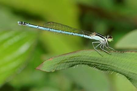 Agriocnemis pieris (പെൺതുമ്പി)