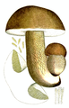 Karl Johan (Boletus edulis)