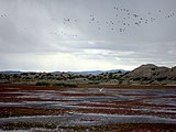 Fauna near the town of Colhué Huapi in the vicinity of the lake.