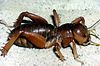 Jerusalem cricket (Genus Stenopelmatus)