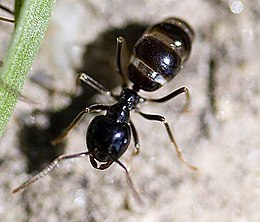 Kartonépítő fahangya (Lasius fuliginosus)