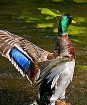 Iridescent speculum feathers of the male