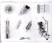 Mermis nigrescens Fig. 1. Dwarsdoorsnede ongeveer in het midden van het lichaam. Fig. 2. Kopeind. Fig. 3. Staarteind Fig. 4. Enkele spiervezels. Fig. 5. Hersenen (Kopganglien en zenuwring) Fig: 6. Zenuwen verbonden met de spieren. Fig. 7. Verteringsstelsel. Fig. 8. Uitscheidingsorgaan.