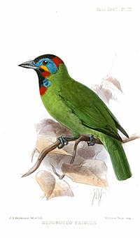 Painting of a green bird with patches of black, red, blue and yellow on its face, head, and throat