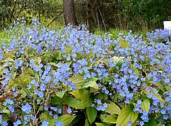 Omphalodes cappadocica