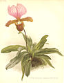 Paphiopedilum charlesworthii. The Garden. An illustrated weekly journal of horticulture in all its branches. 1895.