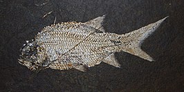 Paramblypterus