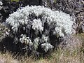 Artemisia mauiensis