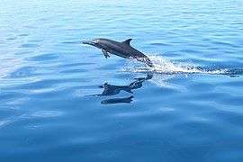 Un dauphin à long bec (Stenella longirostris)