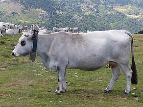 Vache Gasconne des Pyrénées en estive avec son troupeau, à Ax 3 Domaines.