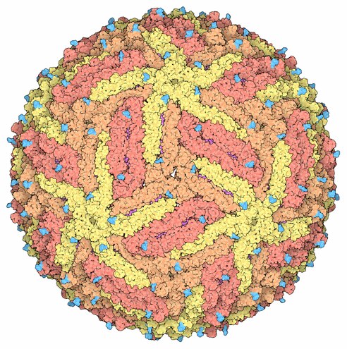 Représentation d'une enveloppe virale de virus Zika[22] montrant les protéines d'enveloppe E en jaune, orange et rouge-orangé pour mettre en évidence la symétrie icosaédrique. Les pointes couleur cyan sont des chaînes polyosidiques. On peut apercevoir les protéines de membrane M en magenta dans les fissures entre les protéines d'enveloppe.