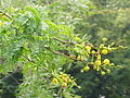 Acacia karroo Foliage