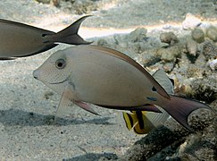 Acanthurus nigrofuscus