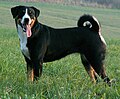 Appenzeller sennenhond