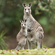 Macropus giganteus ~ Tcamol (Macropodidae)