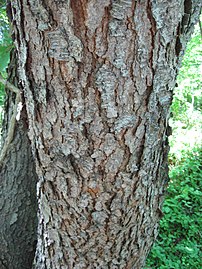 Mature bark