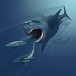 Мегалодон переслідує двох китів Eobalaenoptera, Карен Карр