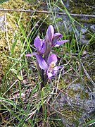 Vue d'une plante et de ses fleurs violettes