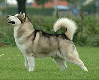 Malamute de l'Alaska