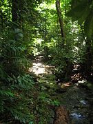 Vegetació del parc Daintree