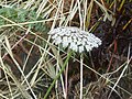 Vignette pour Daucus insularis