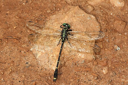 Burmagomphus laidlawi (ആൺതുമ്പി)