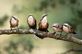 Grey-crowned Babblers 1605