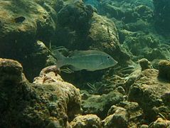 Un empereur à raie orange (Lethrinus obsoletus)