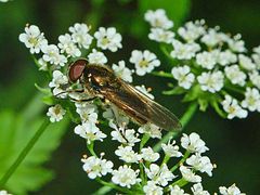 Cheilosia latifrons