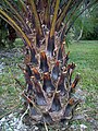 Trunk covered in adherent leaf sheaths and fibers which shed with age