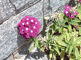 Verbena hybrida