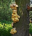 Laetiporus sulphureus