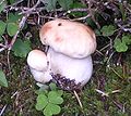 Boletus edulis var. alba