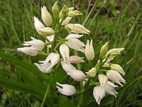 Cephalanthera longifolia.