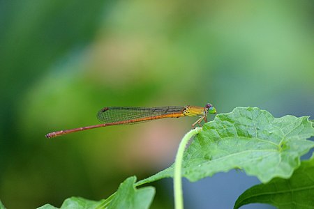 Ceriagrion olivaceum auraniacum (ആൺതുമ്പി)