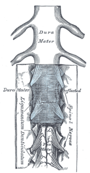 Vignette pour Ligament dentelé